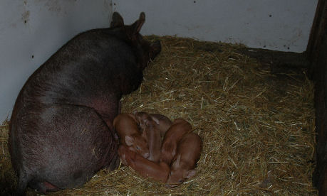 Sleeping litter